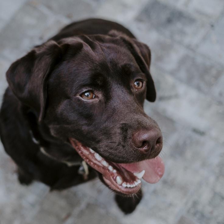 School environment for families in New York, United States